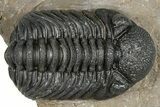 Detailed Phacopid (Morocops) Trilobite - Foum Zguid, Morocco #363153-2
